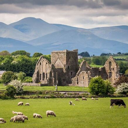 Ireland castle and pasture with sheep